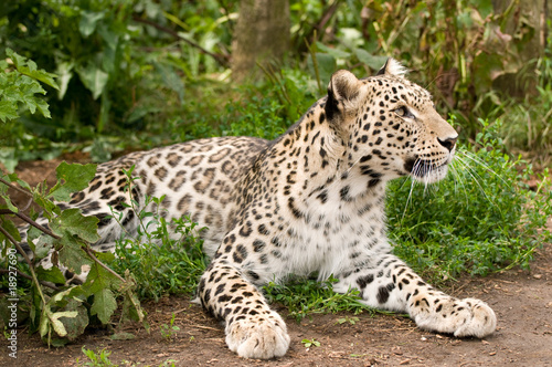 Persian Leopard © Andrea Poole