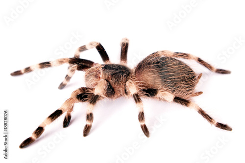 Spider isolated on white background.