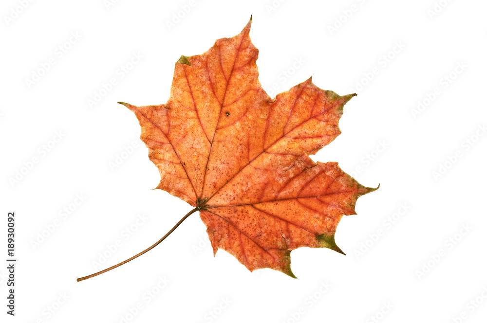 Autumn maple leaf.. Autumn maple leaf..