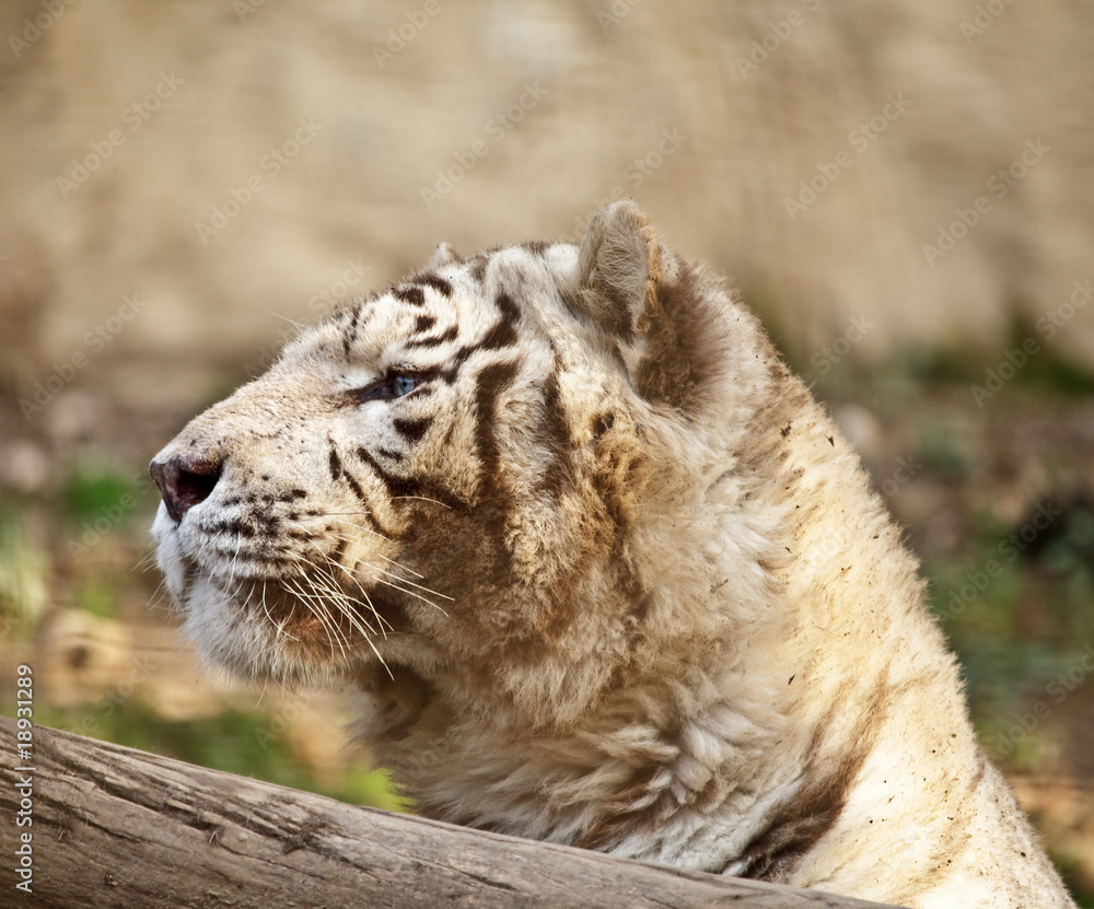 Fototapeta premium Tigre Bianca