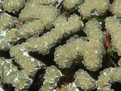 coral photo