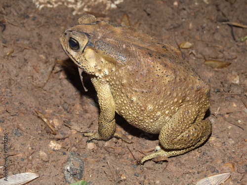 Asian toad  Thailand