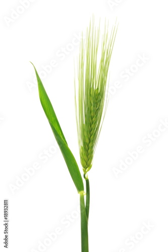 Hordeum vulgare (barley)
