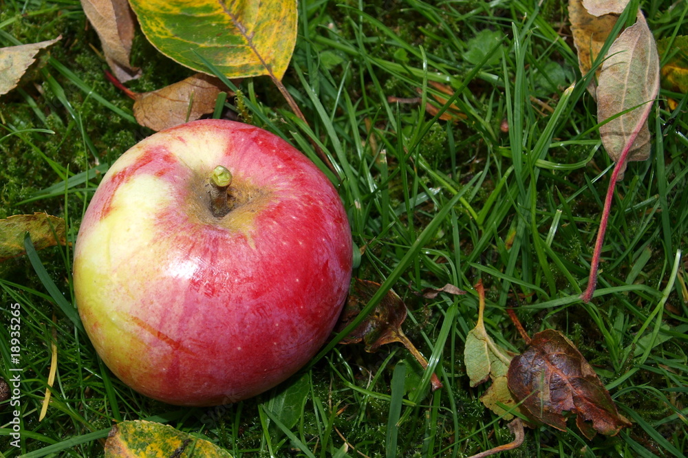 frischer rot gelber Apfel liegt auf Rasen mit Blättern Nahaufnahme frischer rot gelber Apfel liegt auf Rasen mit Blättern Nahaufnahme