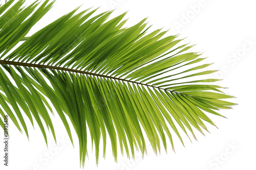Feuilles de palmier sur fond blanc