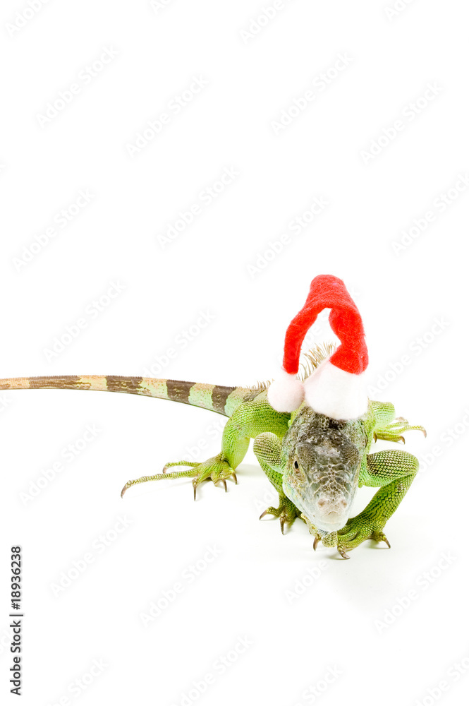 Obraz premium iguana wearing christmas hat isolated on a white background