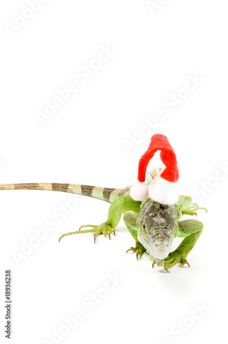 iguana wearing christmas hat  isolated on a white background