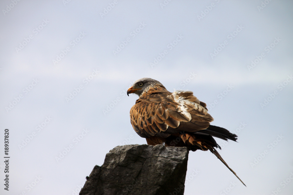 Obraz premium Rotmilan