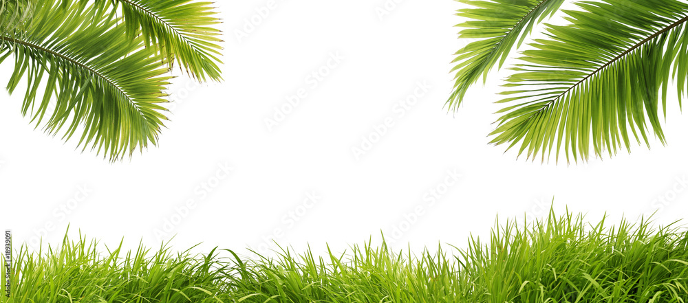 feuilles de palmier et herbe fraîche feuilles de palmier et herbe fraîche