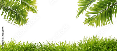 feuilles de palmier et herbe fraîche photo