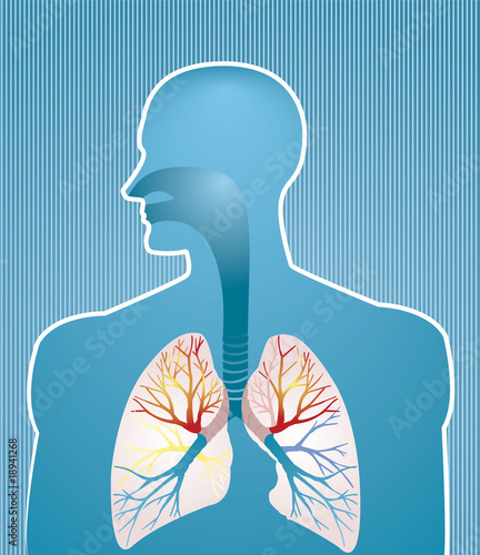 Lungs
