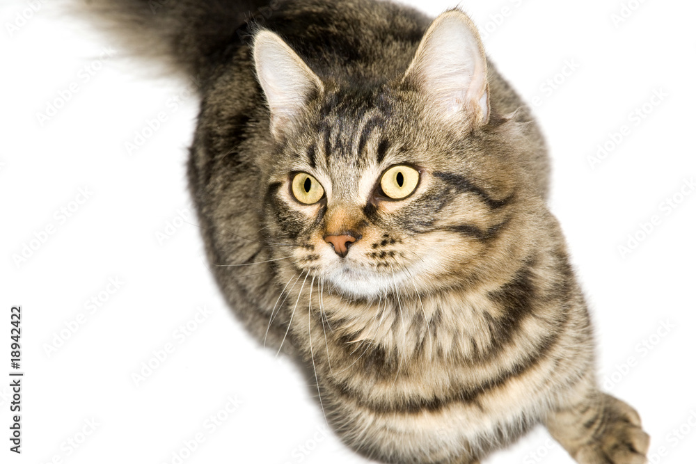 Fototapeta premium chat sur fond blanc