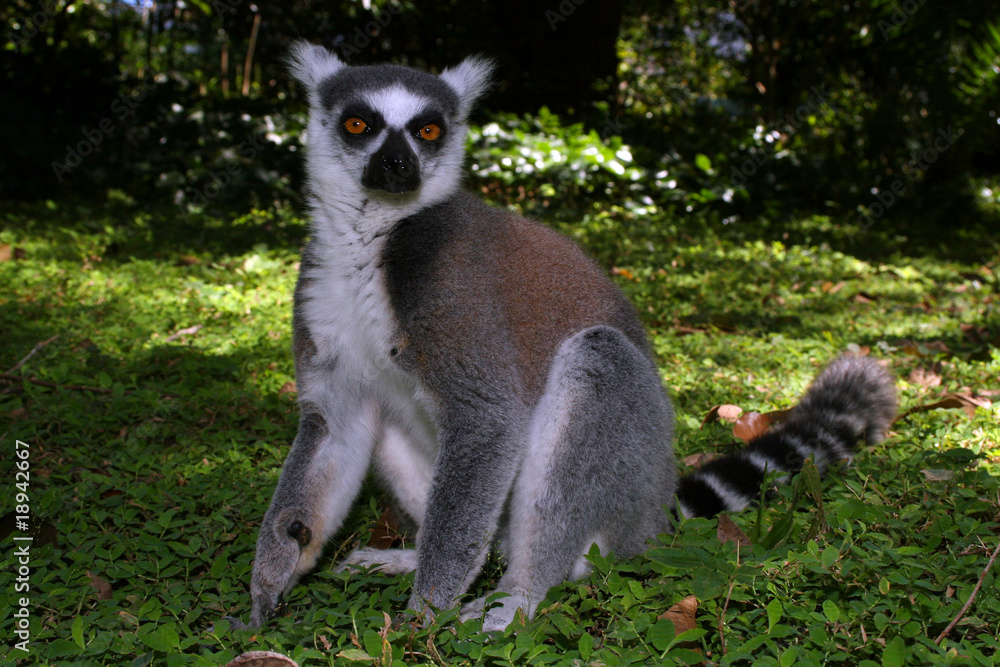 Fototapeta premium Katta Lemur
