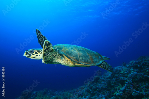 Turtle swims over coral reef
