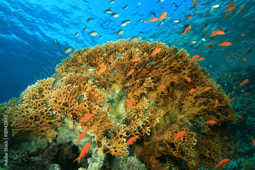 Fototapeta Naklejka Na Ścianę i Meble -  Coral Reef and tropical fish