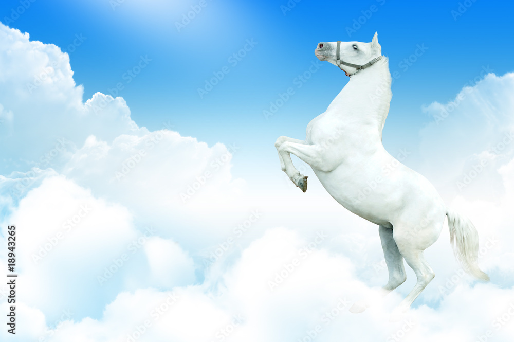 Fototapeta premium White horse in the clouds