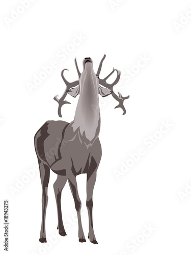 buck deer grunting