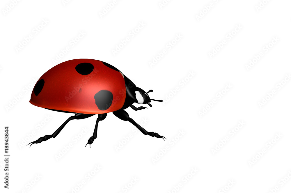 Fototapeta premium Coccinelle
