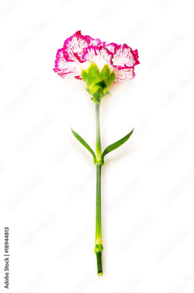 Red carnation isolated on the white background Red carnation isolated on the white background