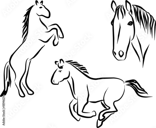 caballos