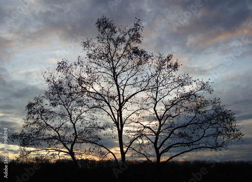 Baum am Abend