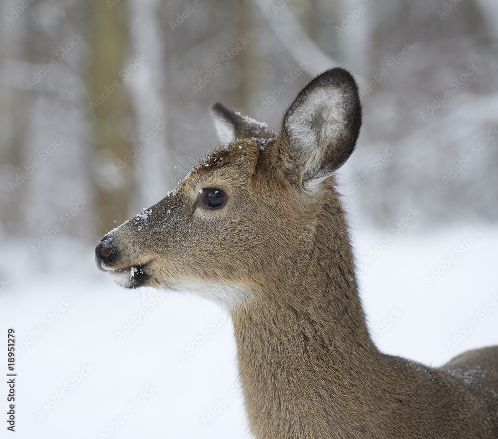 Fototapeta premium frigid deer