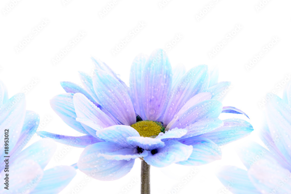 Fototapeta premium Blue flower over white