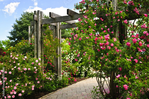 Fototapeta Lush green garden