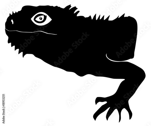 iguana