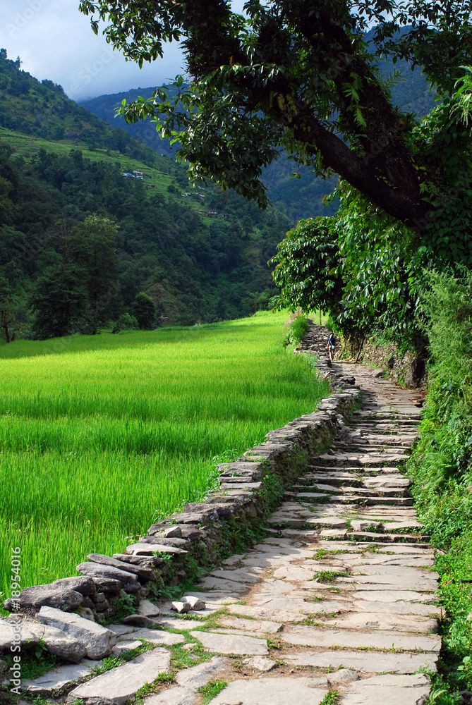 the stone road beside the rice fields of nepal