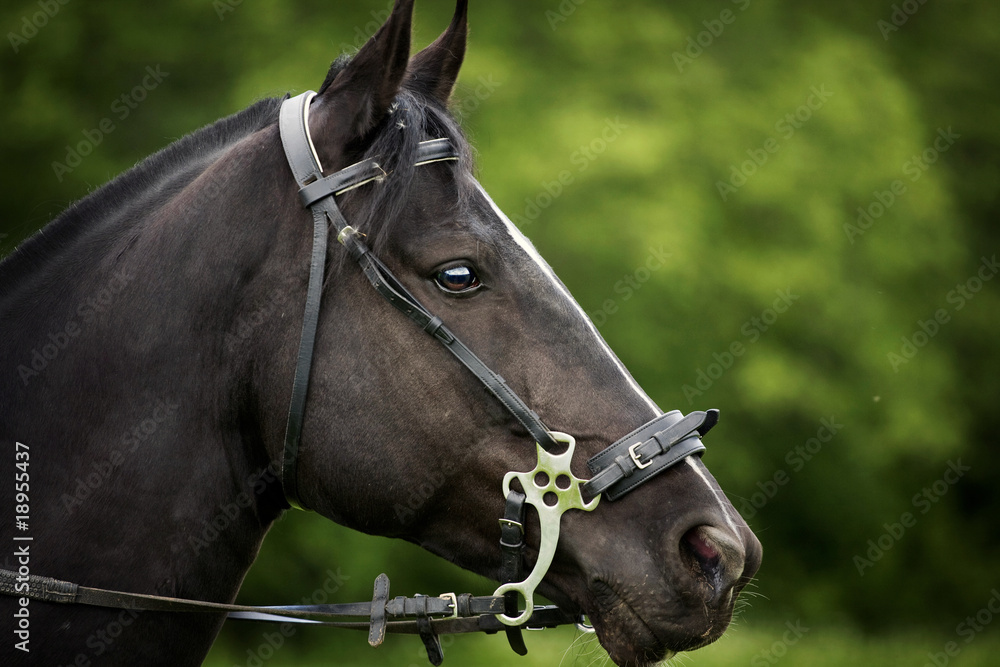 Obraz premium Horse