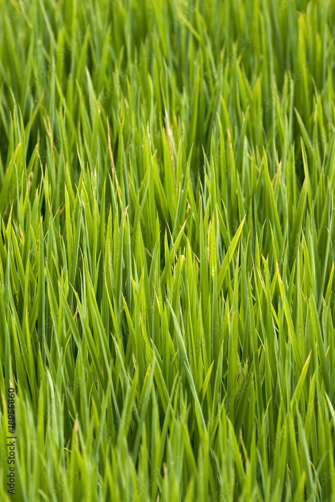 campo de arroz campo de arroz