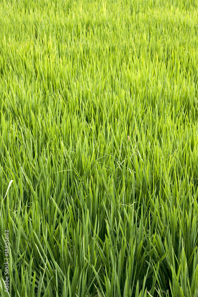 campo de arroz campo de arroz