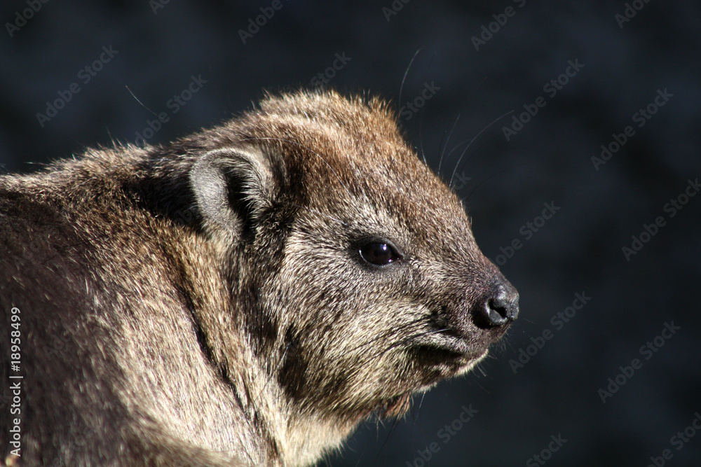 Naklejka premium Klippschliefer