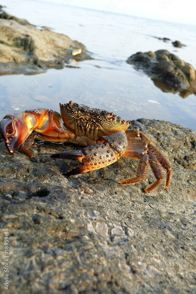 The Black Sea crab The Black Sea crab