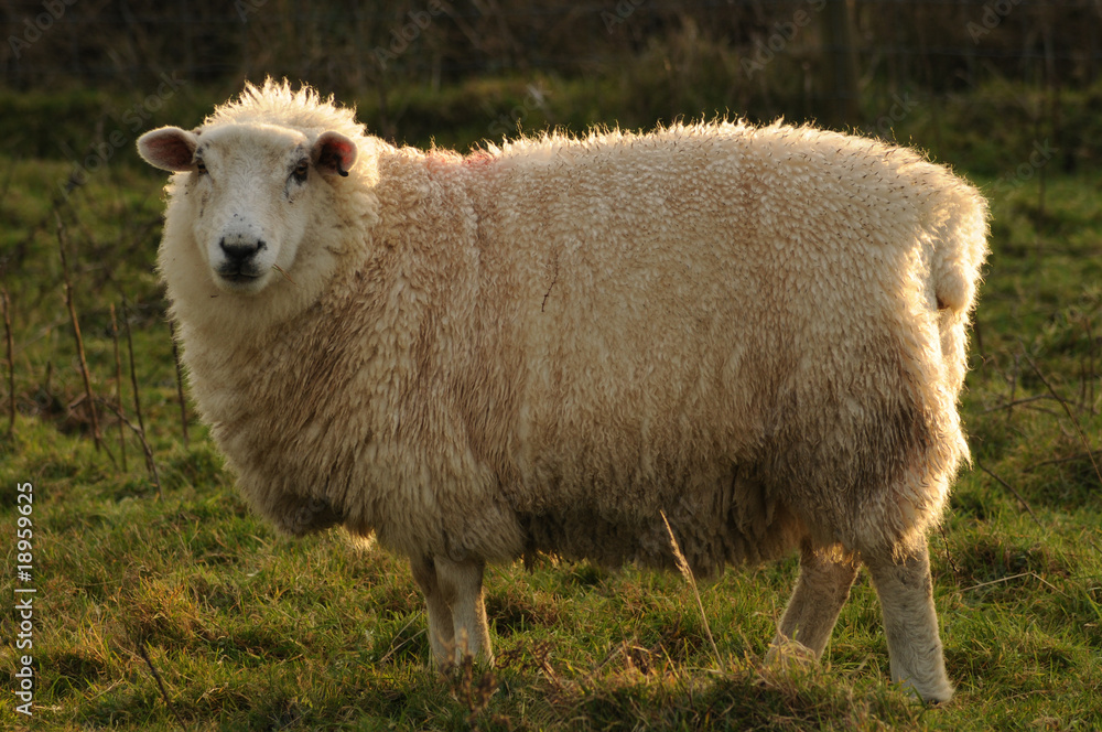 sheep sheep