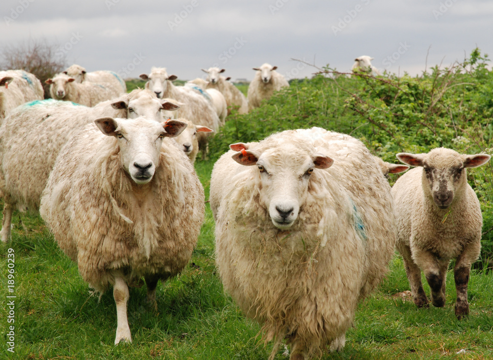Fototapeta premium Flock of Sheep Walking Towards Camera in Green Pasture