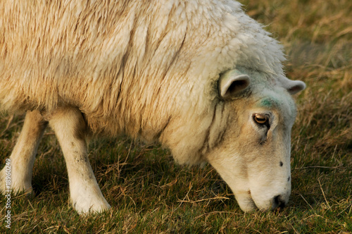 sheep grazing