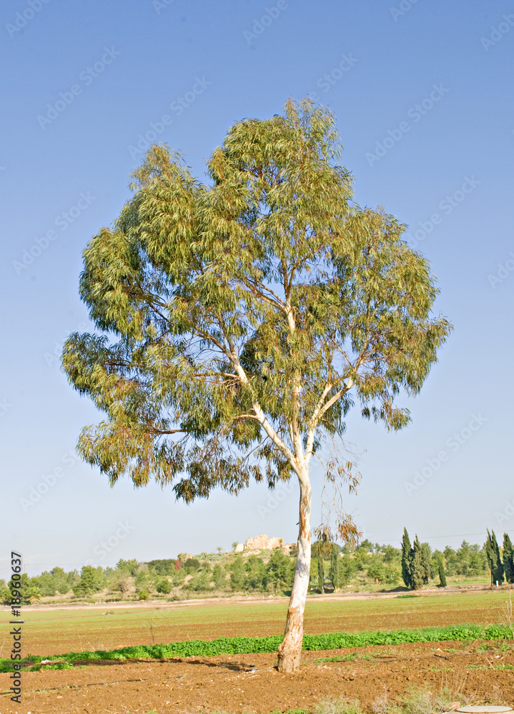 Fototapeta premium Tree