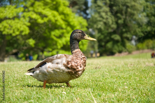 duck in park
