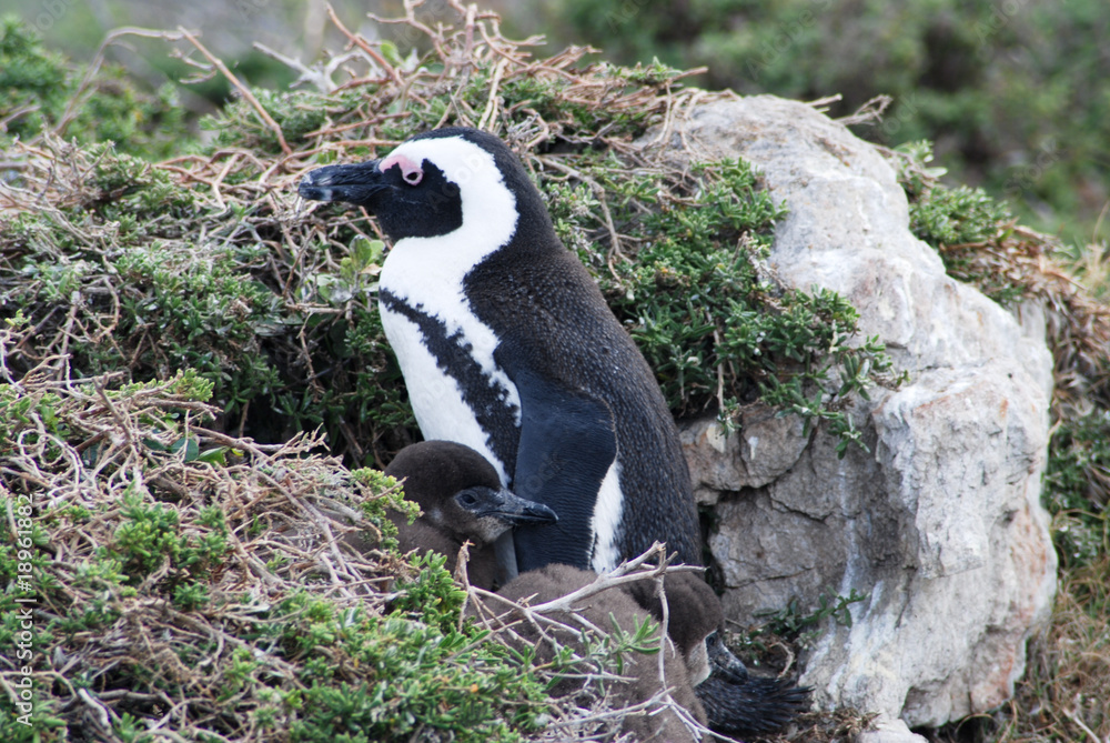 Obraz premium African penguin with chick at breeding colony in Stony Point Nature Reserve