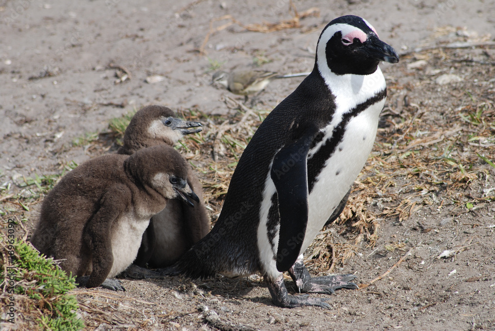 Naklejka premium penguin with young