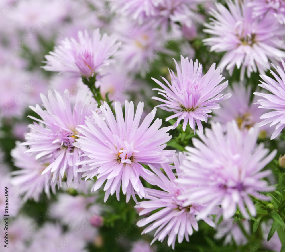 Beautiful flowers background Beautiful flowers background