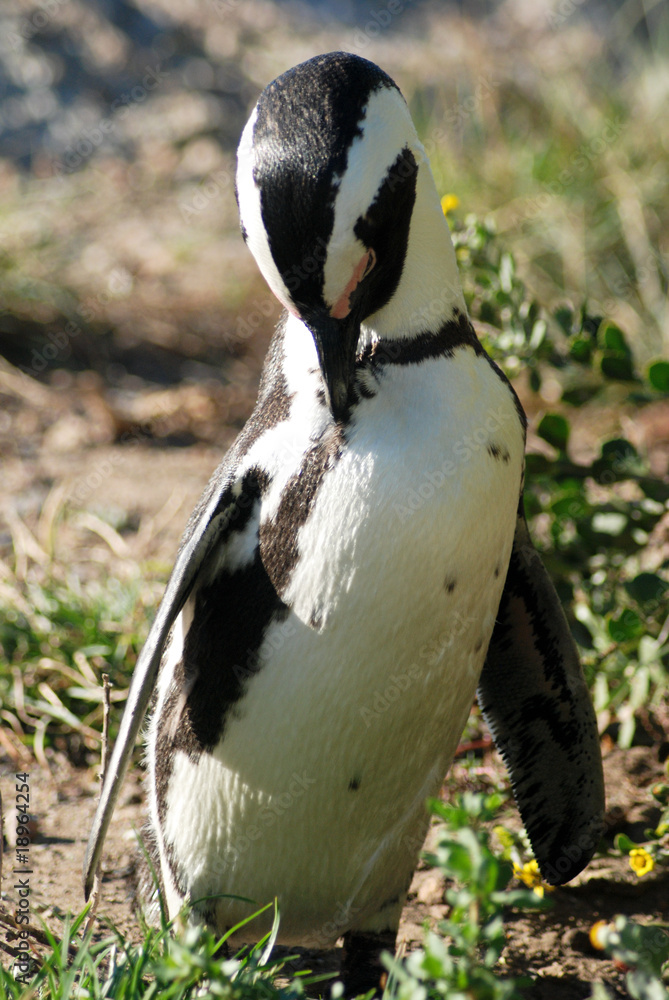 Naklejka premium penguin preening
