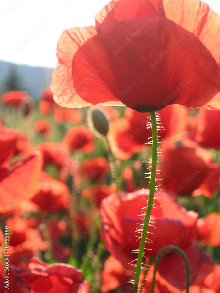 Obraz premium corn poppy