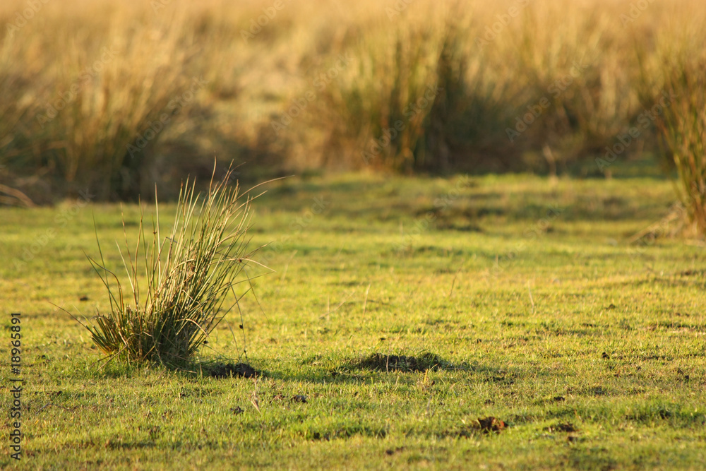 Fototapeta premium Weide