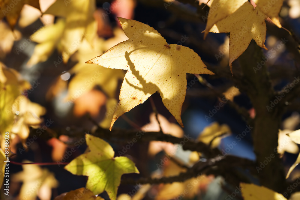 Obraz premium autumn leaves