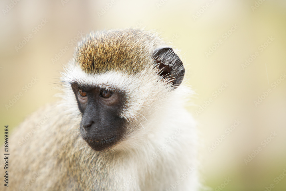 Obraz premium monkey in Africa
