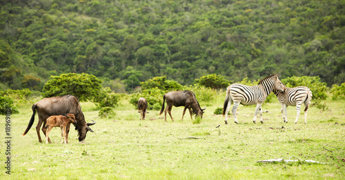 Fototapeta Naklejka Na Ścianę i Meble -  antilopes and zebras
