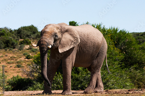 big elephant